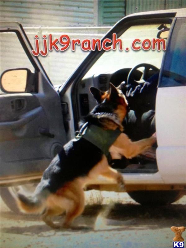 german shepherd puppy posted by Judy Smithson
